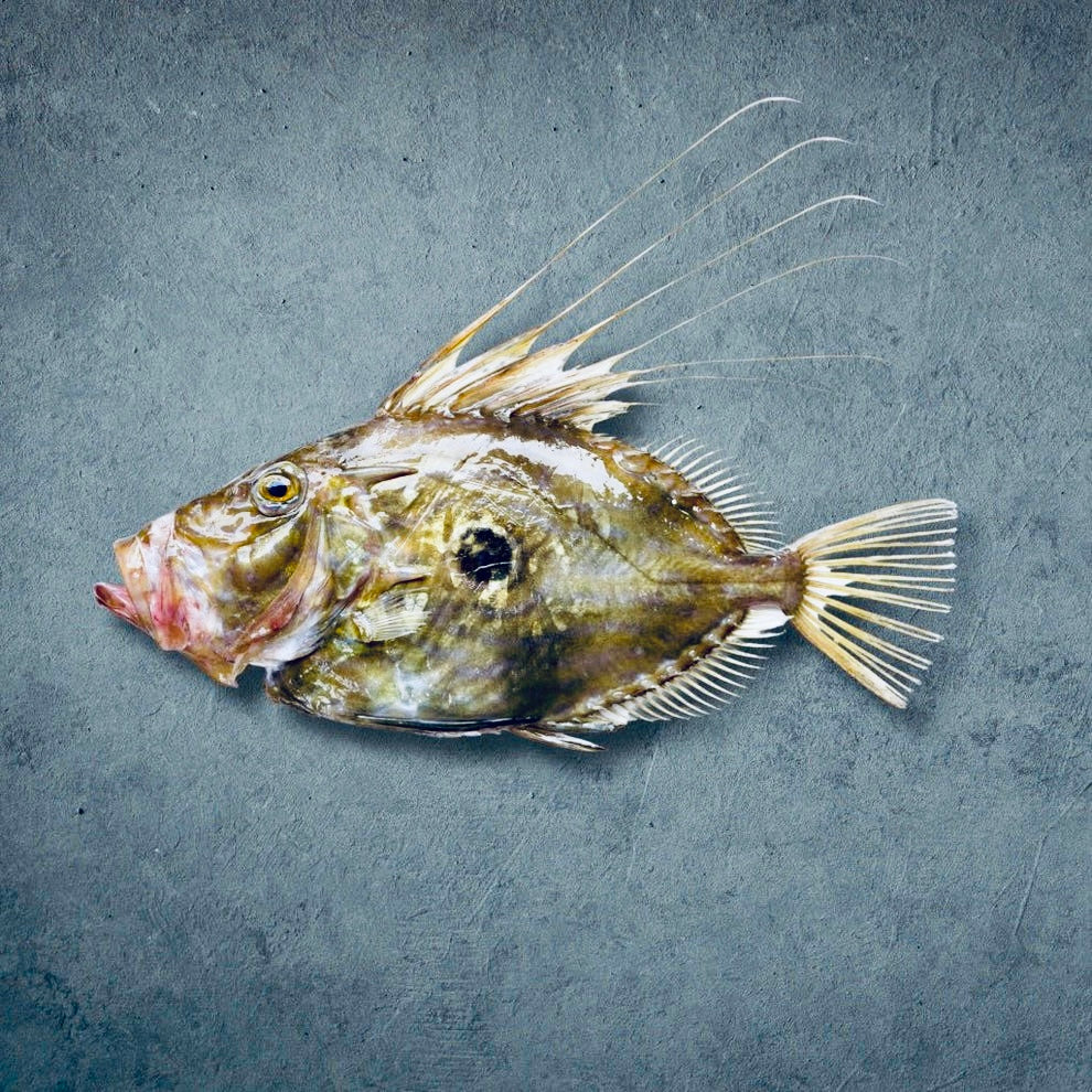 John-Dory-Fisch in Minzsauce | ABC+